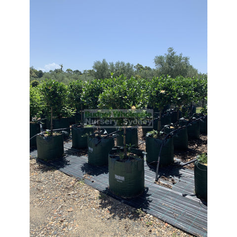 Gardenia Standards SUPER LARGE 100L Pots