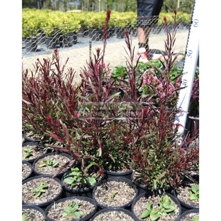 Gaura Lindheimeri Pink. Siskiyou Pink. 140Mm Pots Plants