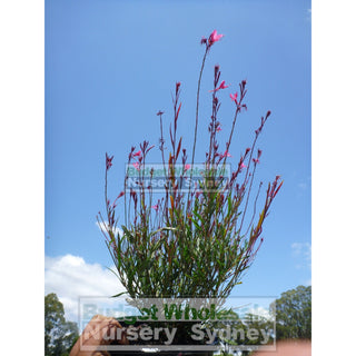 Gaura Lindheimeri Pink. Siskiyou Pink. 200Mm Pots Plants