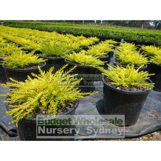 Golden Diosma 200Mm Pot Coleonema Pulchrum Aurea Plants