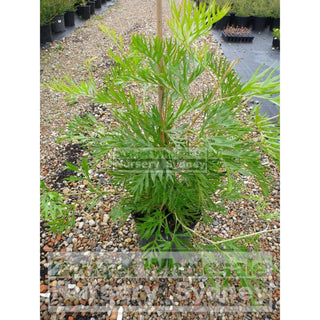 Grevillea Coconut Ice 200Mm Pot. Plants