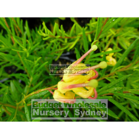 Grevillea Lemon Daze Hybrid 200Mm Pots Plants