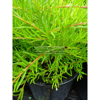 Grevillea Lemon Daze Hybrid 200Mm Pots Plants