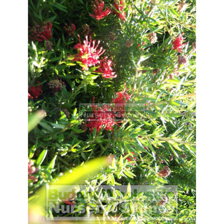 Grevillea New Blood Hybrid 200Mm Pots Plants