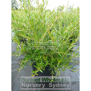 Grevillea Poorinda Constance 200Mm Pot 5Lt Plants