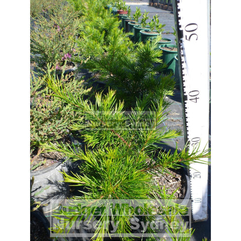 Grevillea Rosemarinifolia 200Mm Pot Premium Plants Australian Native