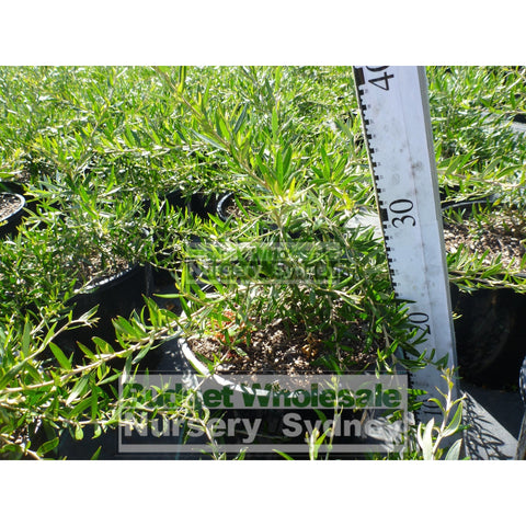 Grevillea Rosemarinifolia 200Mm Pot Premium Plants Australian Native