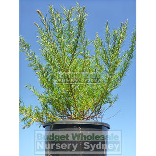 Grevillea Scarlet Sprite 200Mm Pot Premium Plants Australian Native