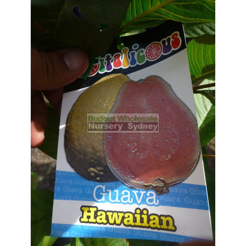 Guava Tree Hawaiian 200mm Pot.