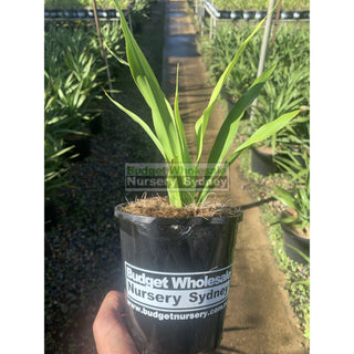 Gymea Lilly Small 140Mm Pot Doryanthes Excelsa Plants