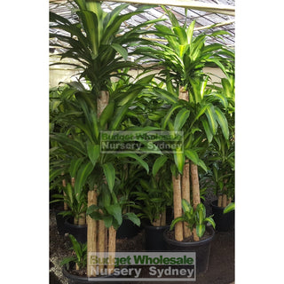 Happy Plant Dracaena Fragrans Massangeana Xxl 400Mm Pot Default Type