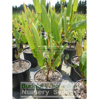 Hardenbergia Violacea 140Mm Pot Plants