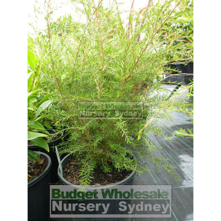 Heath Myrtle Baeckea Virgata 200Mm Pot Plants