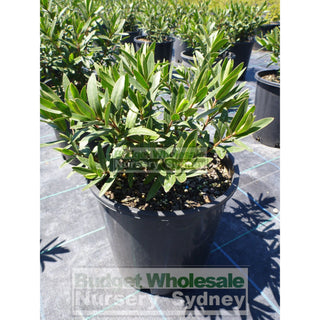 Hebe Icing Sugar 200Mm Pot Plants