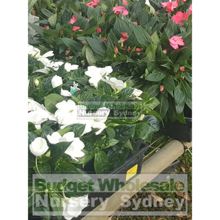 Impatiens Sonic Patio Jewel 125Mm Mixed Colours Only Default Type