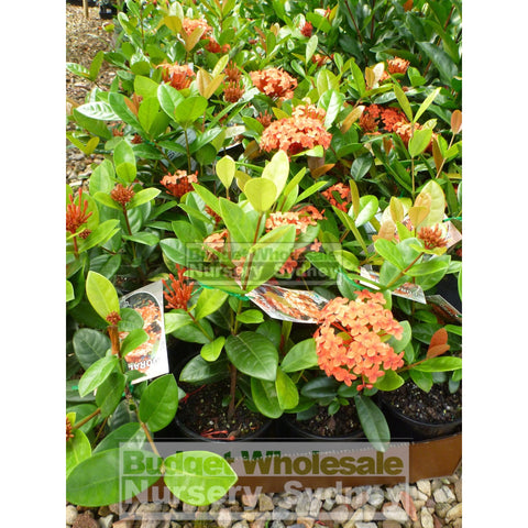 Ixora Chinensis Coral Fire 140Mm Default Type