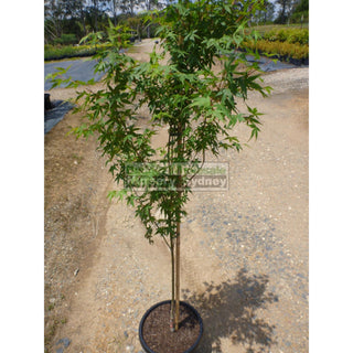 Japanese Maple Acer Palmatum 250Mm Plants