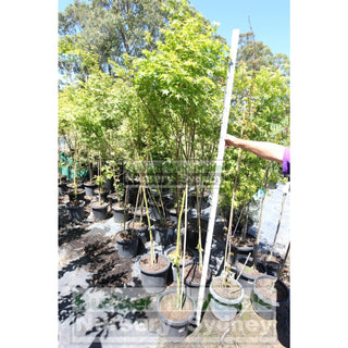 Japanese Maple Acer Palmatum 250Mm Plants