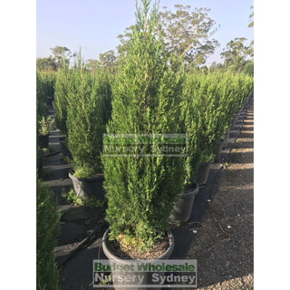 Juniperus Spartan 500Mm Pot Plants