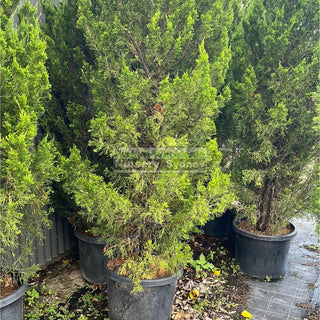 Juniperus Spartan 500Mm Pot Plants