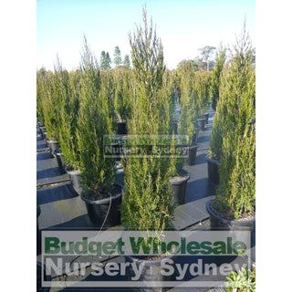 Juniperus Spartan 500Mm Pot Plants