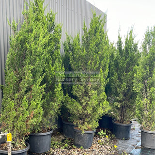 Juniperus Spartan 500Mm Pot Plants