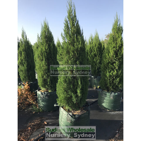 Juniperus Spartan Super Advanced 100Lt Bag
