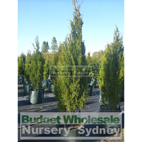 Juniperus Spartan Super Advanced 100Lt Bag Plants