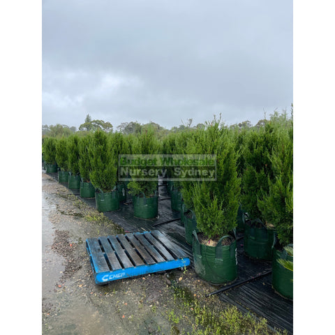 Juniperus Spartan Super Advanced 100Lt Bag Plants