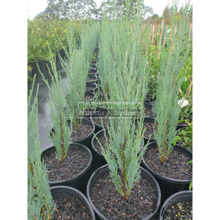 Juniperus Virginiana Skyrocket 200Mm Pot Conifer Pencil Pine Blue Gift Card