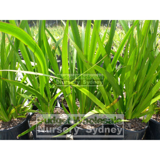 Kangaroo Paw Green 140Mm Pot - Genus Anigozanthos Plants