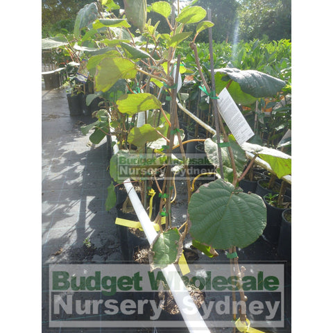 Kiwi Fruit Male Actinidia Sinensis 5ltr Grafted