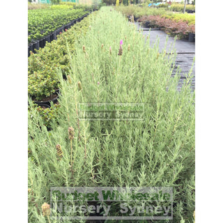 Lavender Avonview 200Mm Pot. Plants