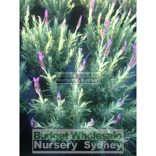 Lavender Avonview 200Mm Pot. Plants