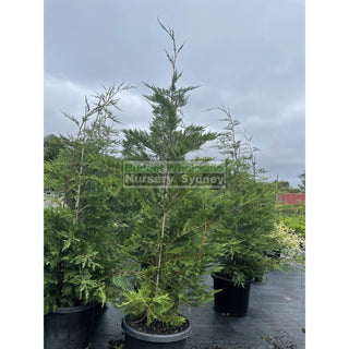 Leightons Green Conifer Xxlarge 75L Bag / 500Mm Pot Plants