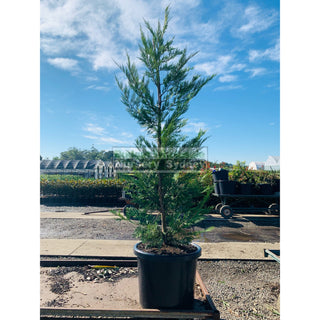 Leightons Green Conifer Xxlarge 75L Bag / 500Mm Pot Plants