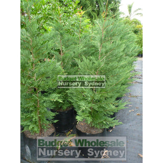 Leightons Green Conifer Xxlarge 75L Bag Plants