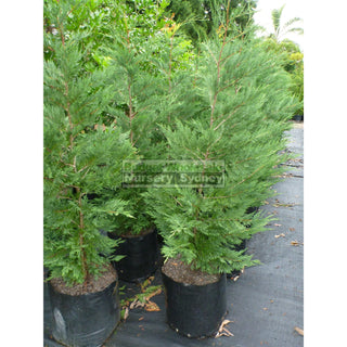 Leightons Green Small Conifer 200Mm Pots Plants