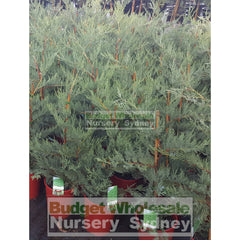 Leightons Green Small Conifer 200Mm Pots Plants