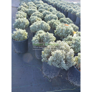 Leucophyta Brownii Silver Nugget 140Mm Pots Default Type