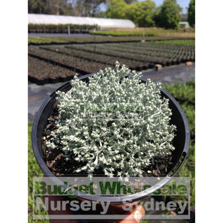 Leucophyta Brownii Silver Nugget 140Mm Pots Default Type