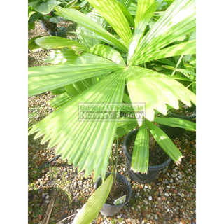Licuala Ramsayi (Australian Fan Palm) 200Mm Default Type