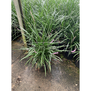 Liriope Evergreen Giant Xlarge 300Mm Pot Plants