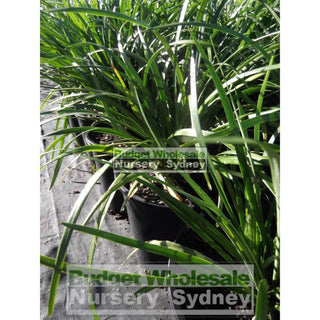 Liriope Evergreen Giant 200Mm Pot Plants