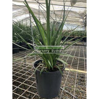 Liriope Evergreen Giant 200Mm Pot Plants