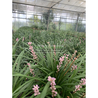 Liriope Samatha 140Mm Pot Plants