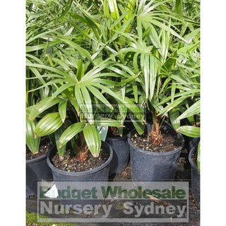 Livistona Australis (Cabbage Palm) 200Mm Default Type