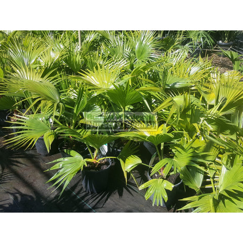 Livistona Chinensis (Chinese Fan Palm) 200Mm Pot Default Type