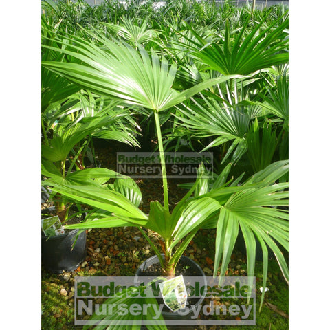 Livistona chinensis (Chinese Fan Palm) 200mm Pot