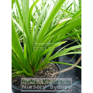Lomandra Hystrix 140Mm Pot Plants
